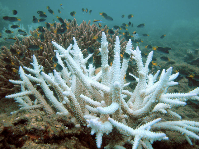 Coral Bleaching of the Great Barrier Reef