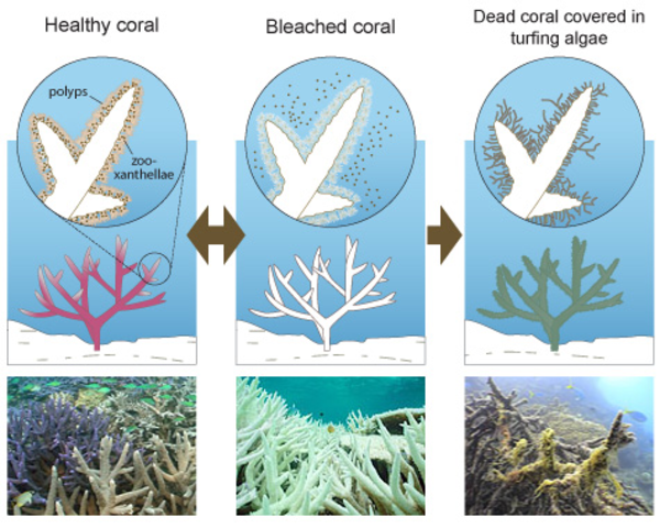 Mass Coral Bleaching