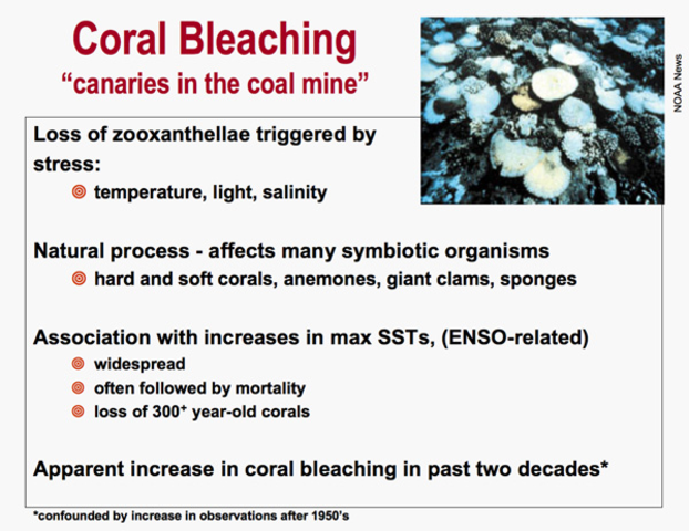 Coral Bleaching
