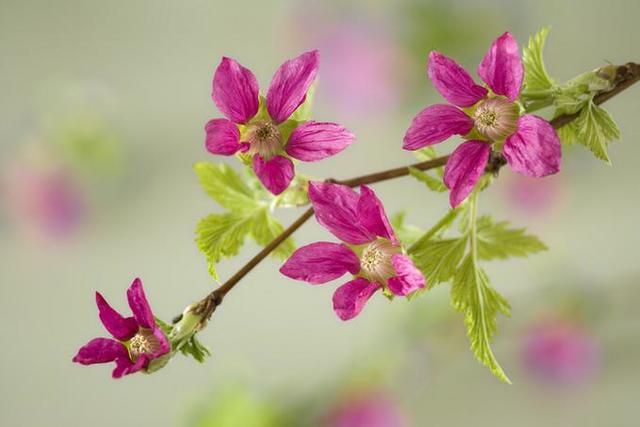 Salmonberry