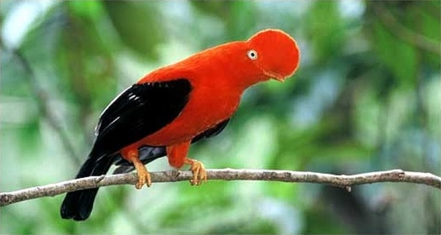 Keystone species again