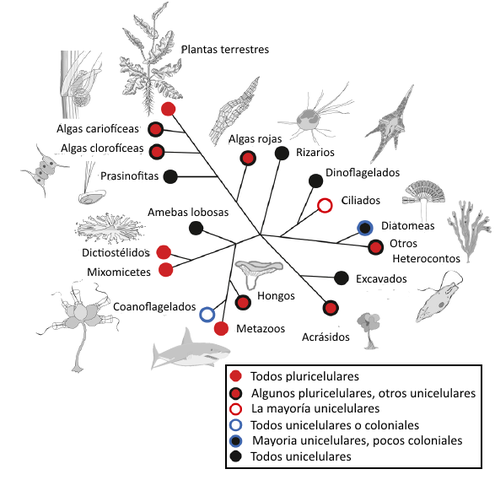 ORIGEN DE ORGANISMOS PLURICELULARES