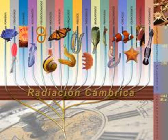 FAUNA DE LA EXPLOSIÓN CÁMBRICA