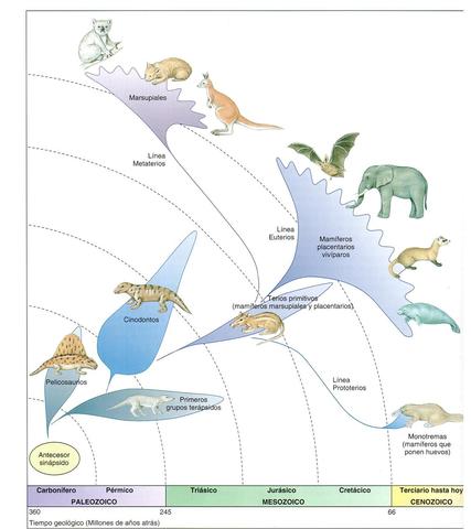APARICIÓN DE LOS MAMÍFEROS