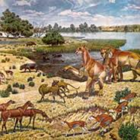 evolución de mamíferos (37mill)