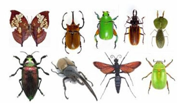 Animales invertebrados.