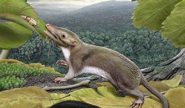 AC, Aparición de los mamíferos