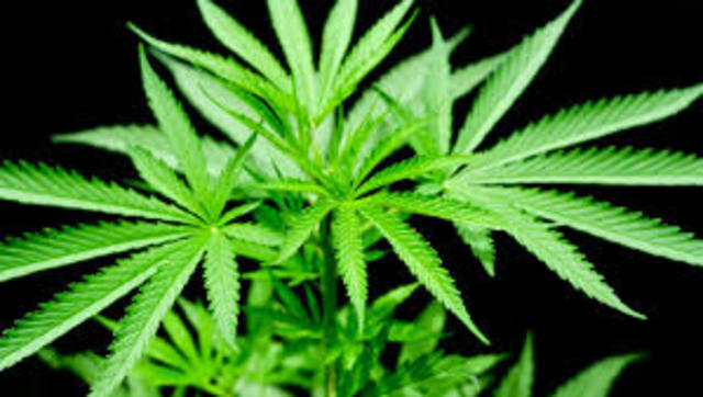 Domestic Hemp Production Boom - 16oos - 1890s