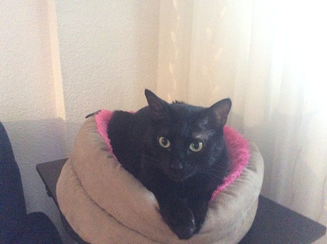 Nacimiento de Mancha, mi gato