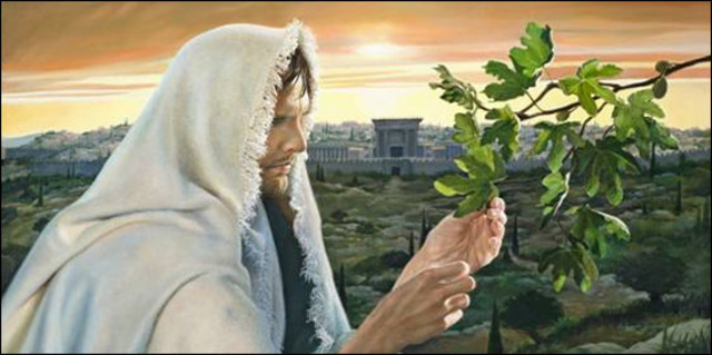 Parables and Fig Tree