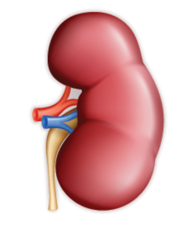 First Organ Transplant