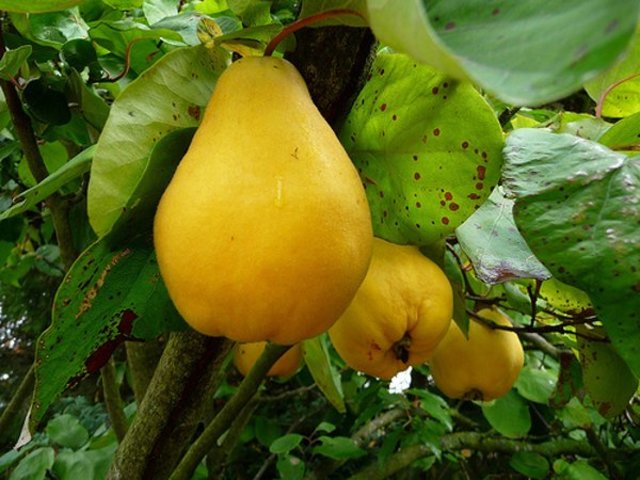 Agustín vive en Tagaste