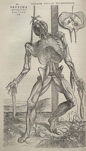 Andreas Vesalius - Primera exposición detallada de la anatomía humana