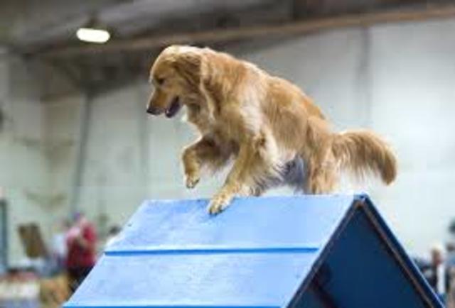 Agility Training