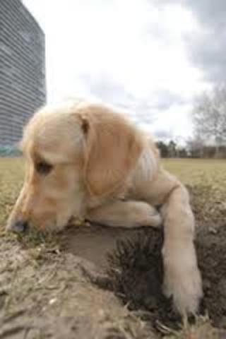 My first hole! Love to dig