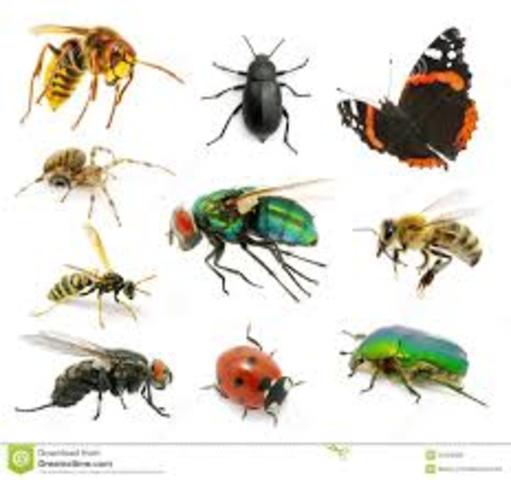 Aparicion de los insectos