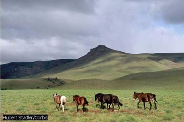 Patagonia Extraandína