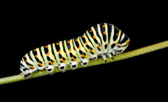 Larva or Caterpiller