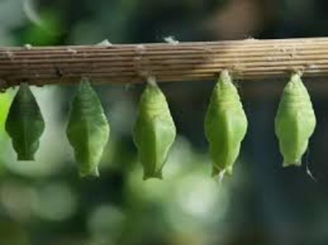 Cocoon or Pupa