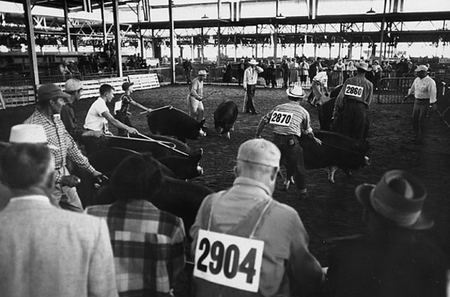 Judging of Live Stock