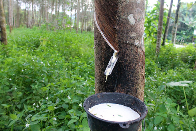 Exploxitation of the Amazon jungle for rubber,