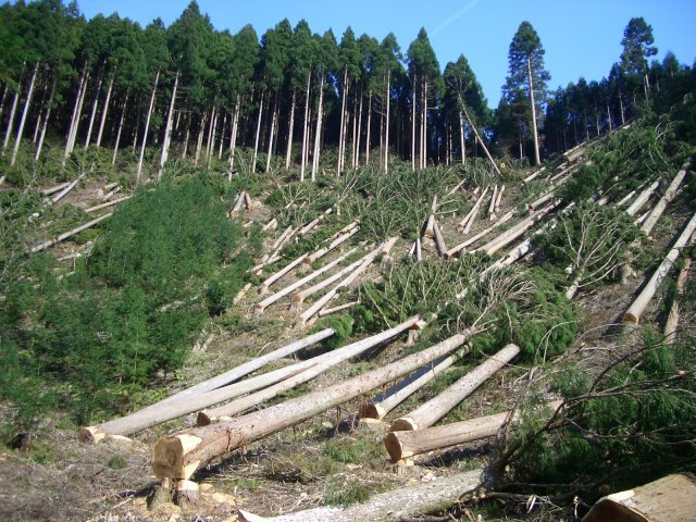 The increase of the rate of deforesation.