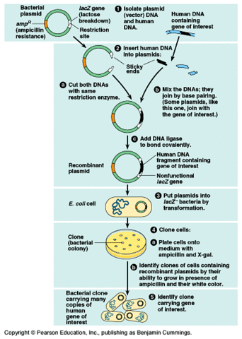 DNA Cloning