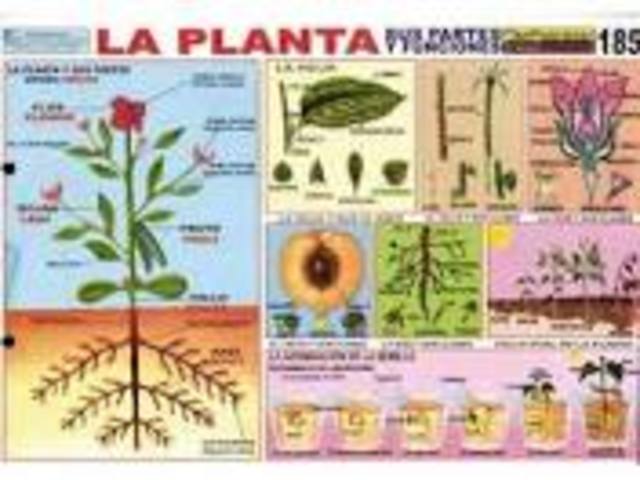 SE EMPEZARON A USAR LAS IMÁGENES EN LAS AULAS DE CLASES