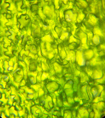 Matthias Schleiden discovers that plants are made of cells