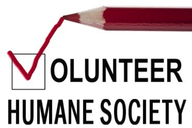 Volunteer at the Humane Society