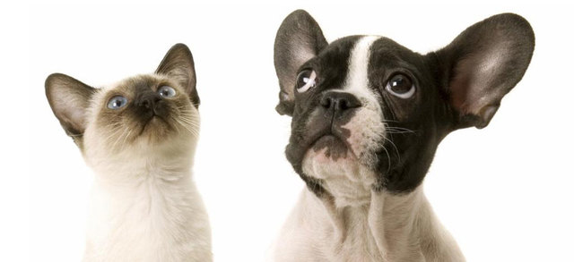 Start a Neighborhood Watch Program