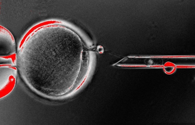 Cloning Produces Human Embryonic Stem Cells