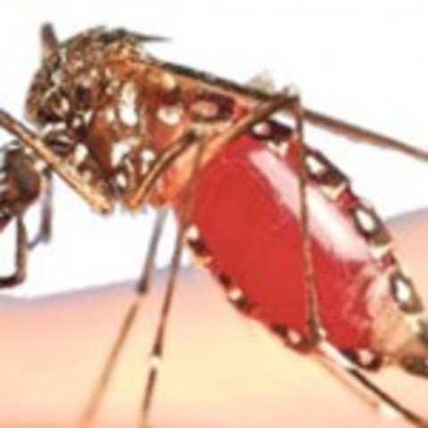 Confirmación de tres casos