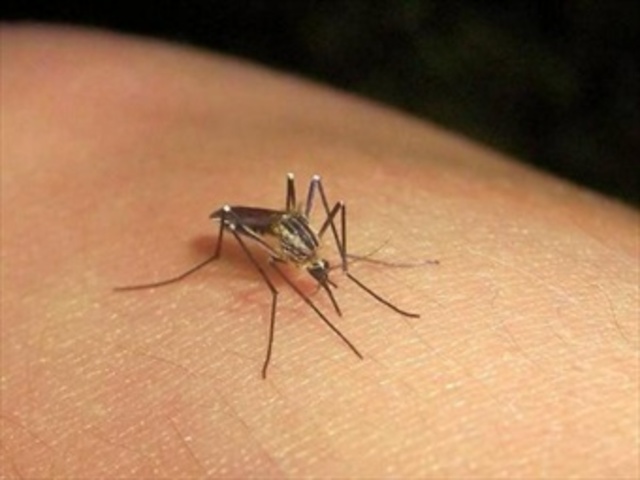 Primer caso en Salvador