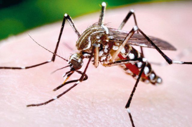 Seis nuevos casos del virus Chikungunya fueron reportados en Venezuela.