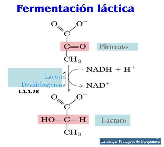 Proceso de Fermentación