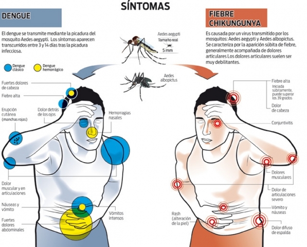 Evolución del Chikungunya
