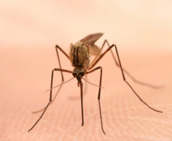 Casos en varios paises