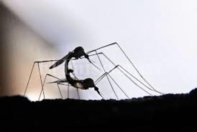 Primer caso en México