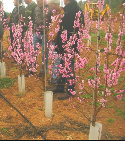Plantar els arbres presseguers