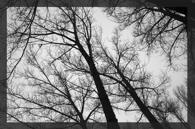 Vecinos de Sarria se encadenan a los árboles para evitar que los corten