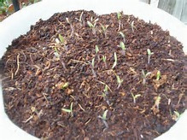 This is the date they started growing