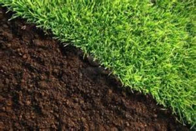 We had to fertilize them.