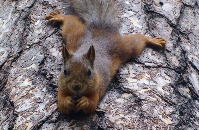 кормление белочек