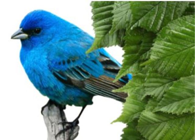 Creating the pamphlet