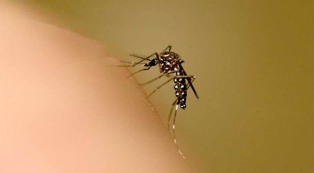 ¿Donde comenzó la enfermedad?