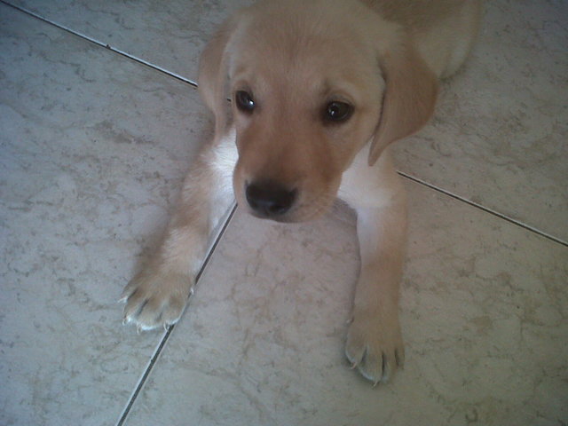 Me llamo DRACO, ya 3 meses!