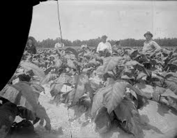 Agricutural Adjustment act