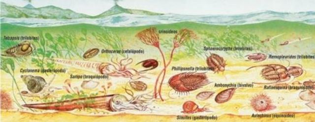 LA ERA PRIMARIA O PALEOZOICA