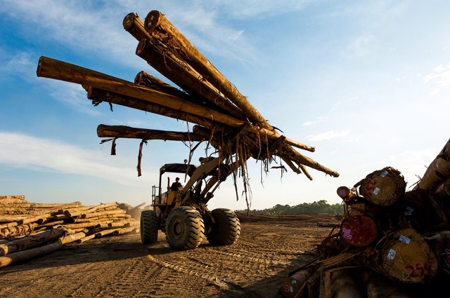 Logging in Borneo